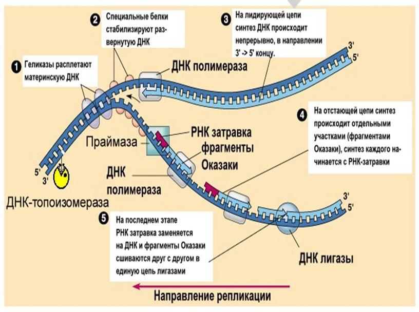 Презентация по биологии для СПО "Нуклеиновые кислоты"