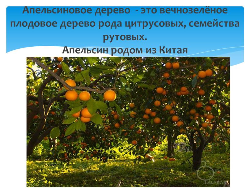 Апельсиновое дерево - это вечнозелёное плодовое дерево рода цитрусовых, семейства рутовых