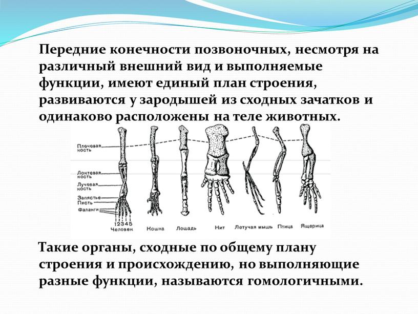 Передние конечности позвоночных, несмотря на различный внешний вид и выполняемые функции, имеют единый план строения, развиваются у зародышей из сходных зачатков и одинаково расположены на…