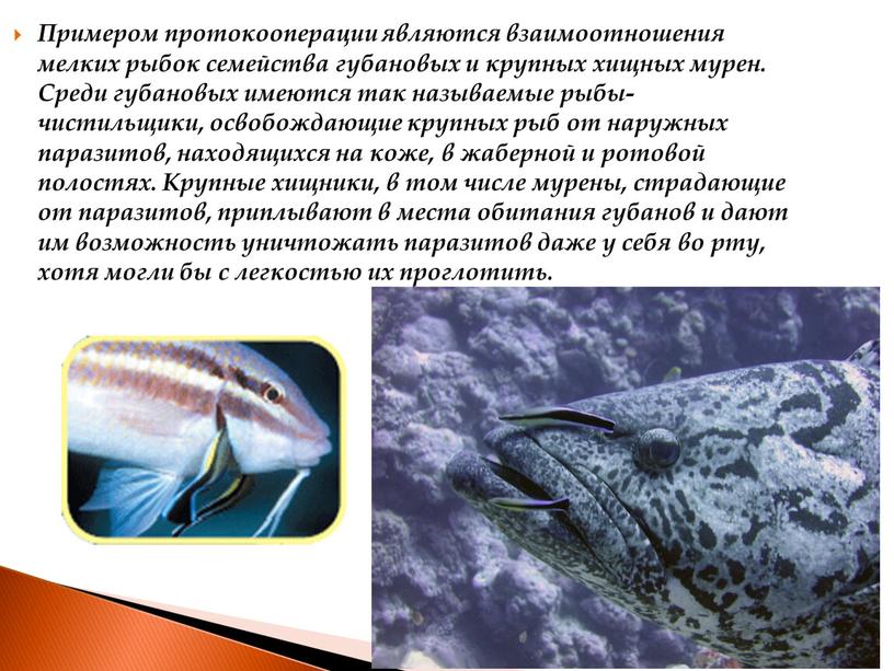 Примером протокооперации являются взаимоотношения мелких рыбок семейства губановых и крупных хищных мурен