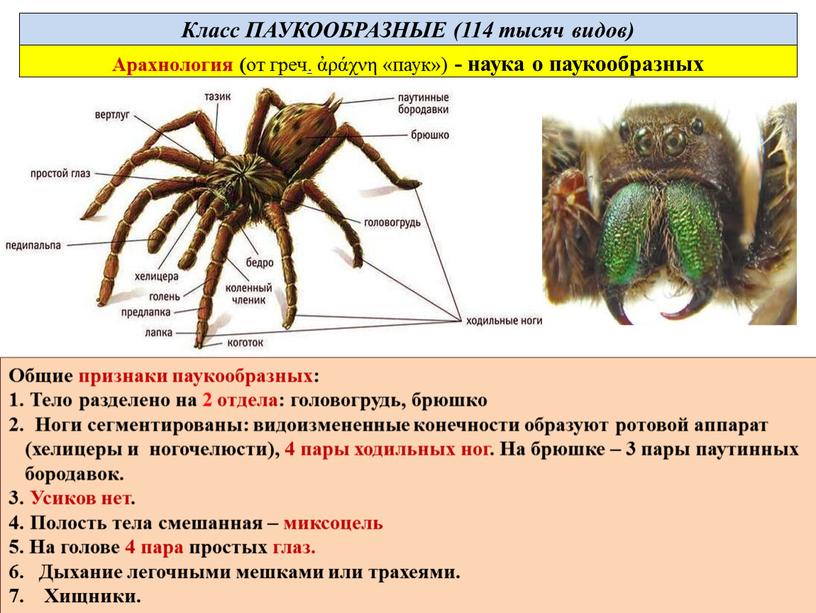 Общие признаки паукообразных: