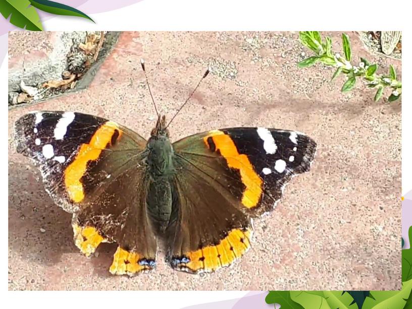 Остаток жизни бабочка волочила по земле своё слабое тельце и свои так и не расправившиеся крылья