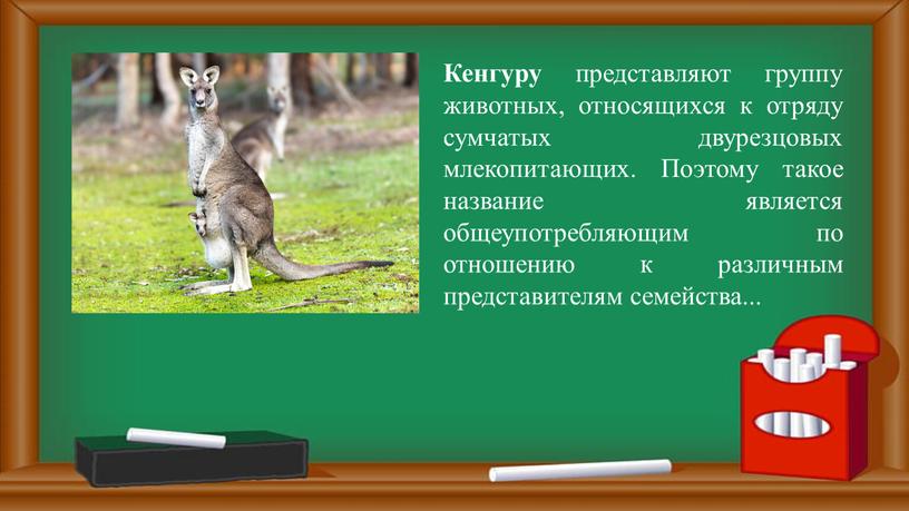 Кенгуру представляют группу животных, относящихся к отряду сумчатых двурезцовых млекопитающих