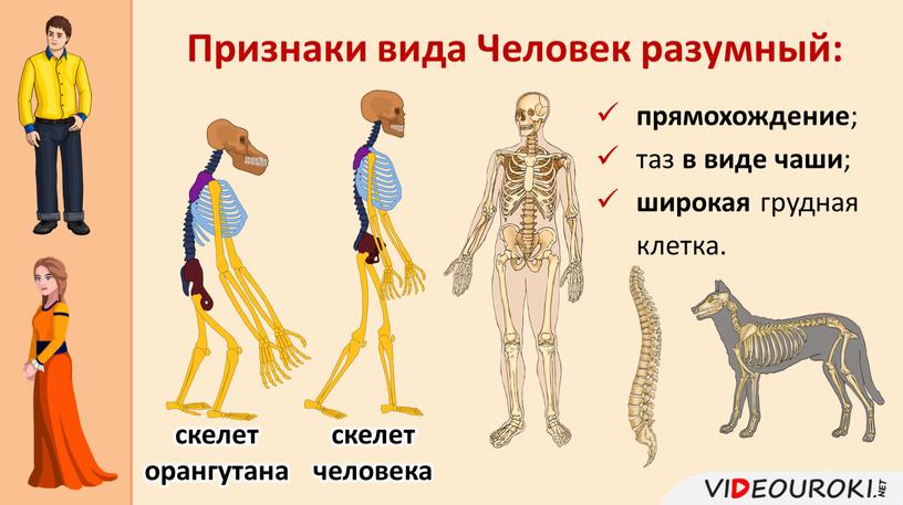 Признаки вида Человек разумный: прямохождение ; таз в виде чаши ; широкая грудная клетка