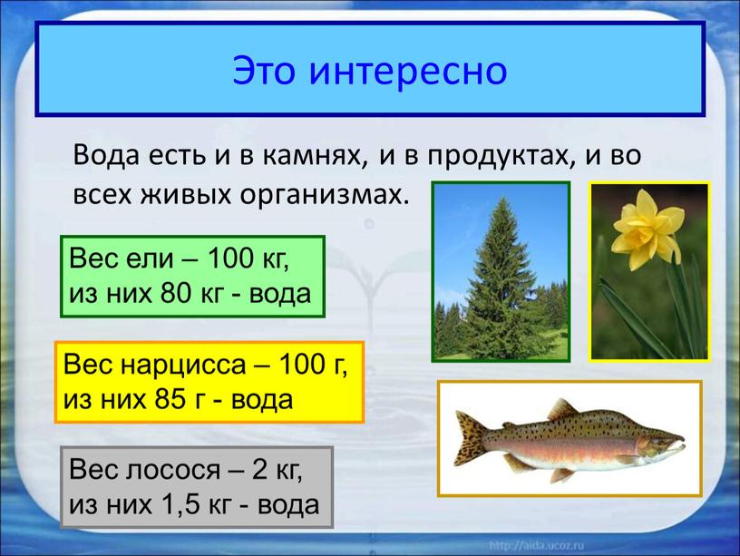 Это интересно Вода есть и в камнях, и в продуктах, и во всех живых организмах