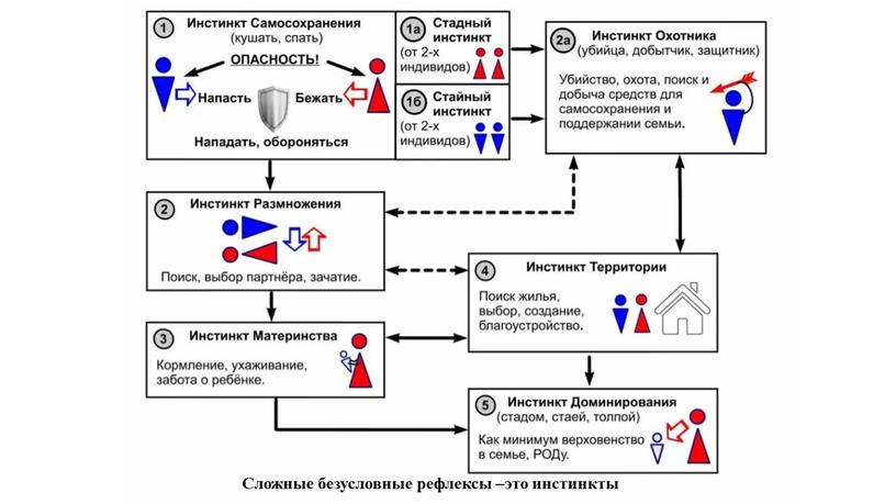 Сложные безусловные рефлексы –это инстинкты