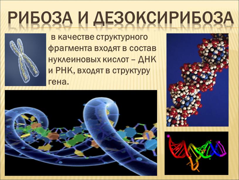 Рибоза и дезоксирибоза в качестве структурного фрагмента входят в состав нуклеиновых кислот –