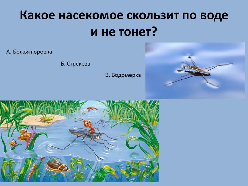 Какое насекомое скользит по воде и не тонет?