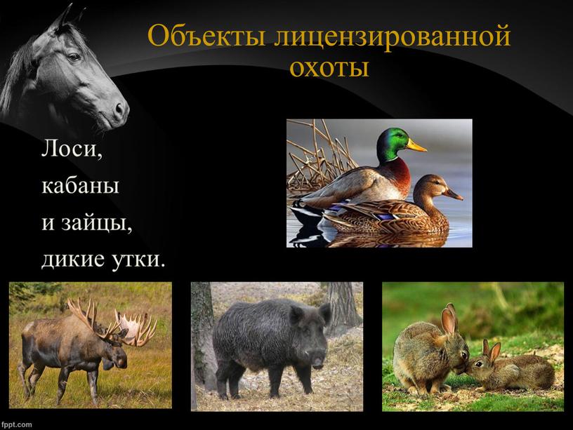 Объекты лицензированной охоты Лоси, кабаны и зайцы, дикие утки