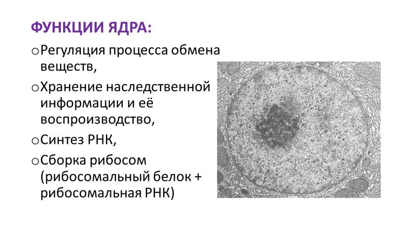 ФУНКЦИИ ЯДРА: Регуляция процесса обмена веществ,