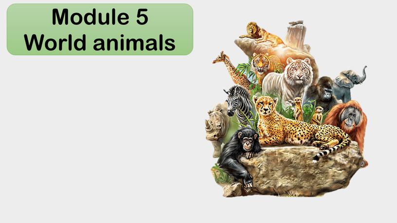 Module 5 World animals