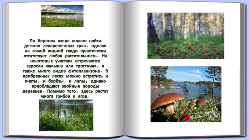 По берегам озера можно найти десятки лекарственных трав, однако на самой водной глади практически отсутствует любая растительность