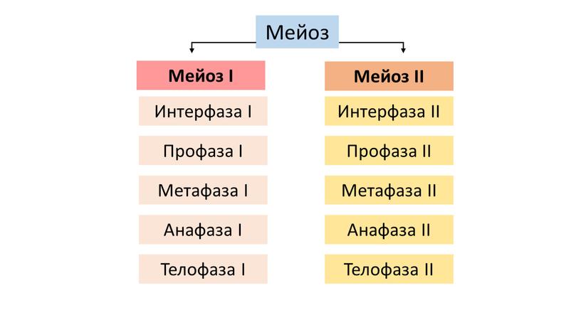 Интерфаза I Профаза I Метафаза