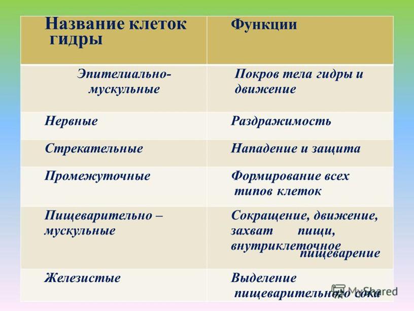 Презентация по биологии 7 класс "Кишечнополостные"