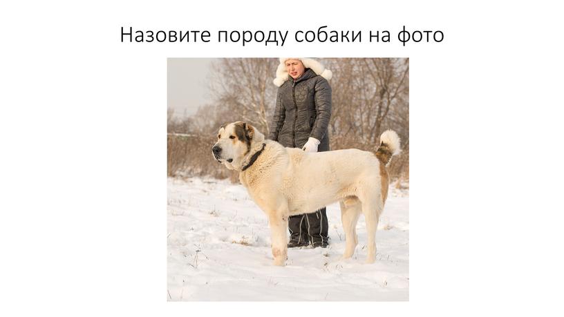 Назовите породу собаки на фото