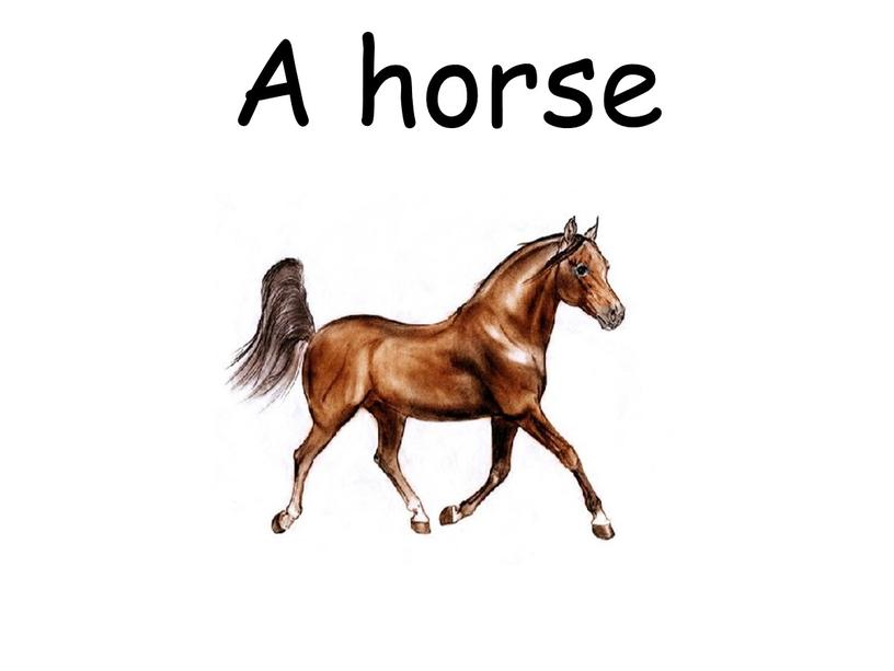 A horse