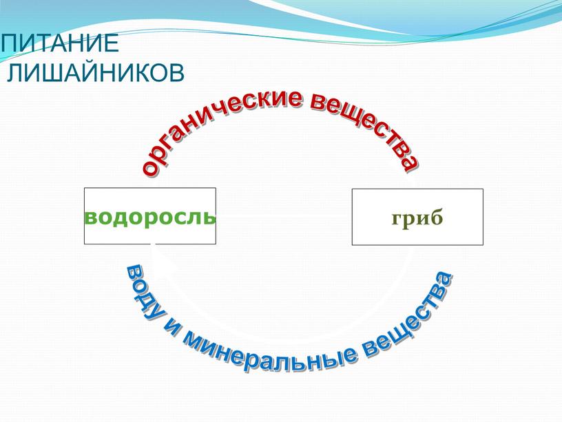 водоросль гриб воду и минеральные вещества органические вещества ПИТАНИЕ ЛИШАЙНИКОВ