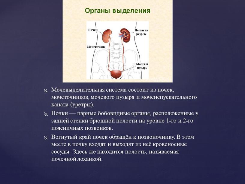 Мочевыделительная система состоит из почек, мочеточников, мочевого пузыря и мочеиспускательного канала (уретры)