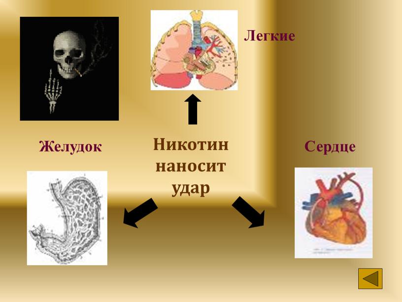 Никотин наносит удар Легкие Желудок