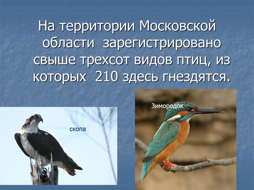 На территории Московской области зарегистрировано свыше трехсот видов птиц, из которых 210 здесь гнездятся