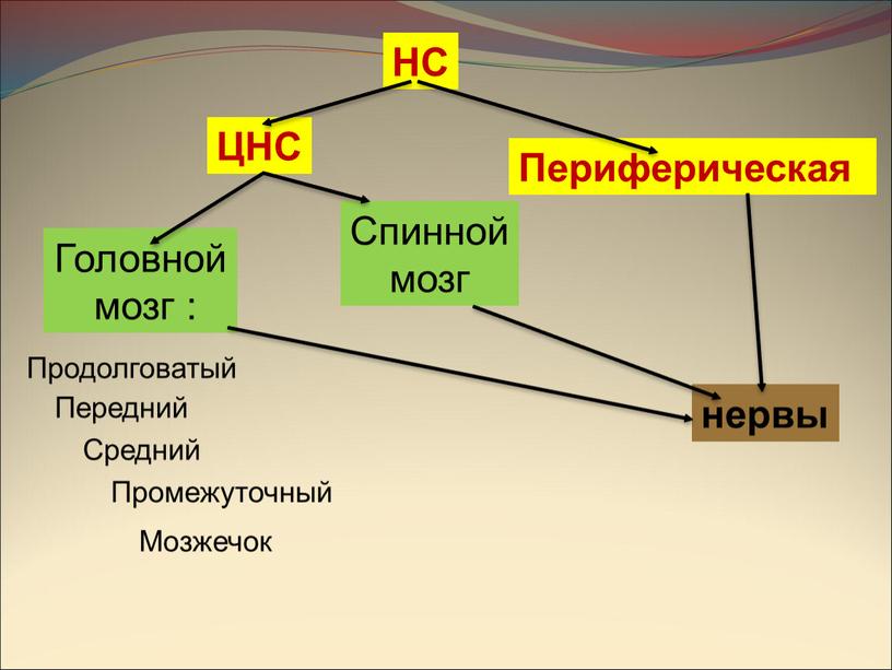 НС ЦНС Периферическая нервы Головной мозг :