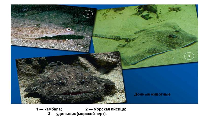 1 — камбала; 2 — морская лисица; 3 — удильщик (морской черт). Донные животные