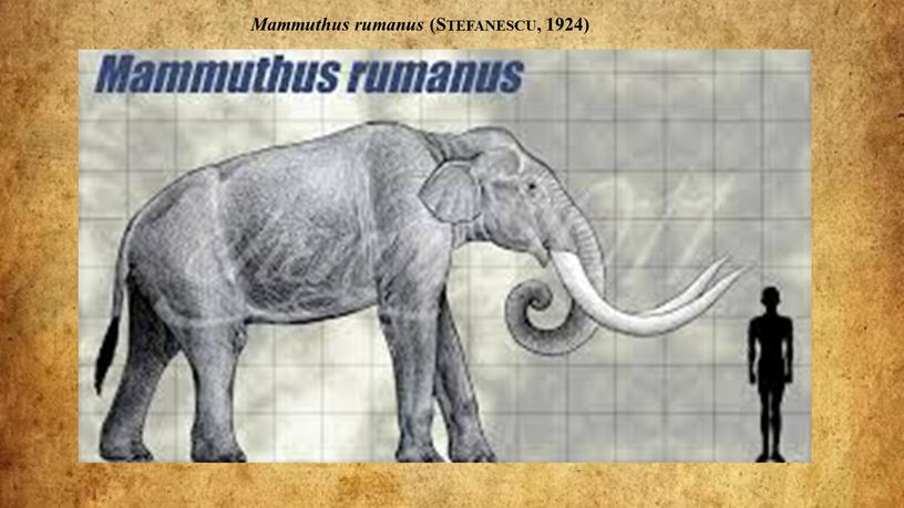 Mammuthus rumanus (Stefanescu, 1924)