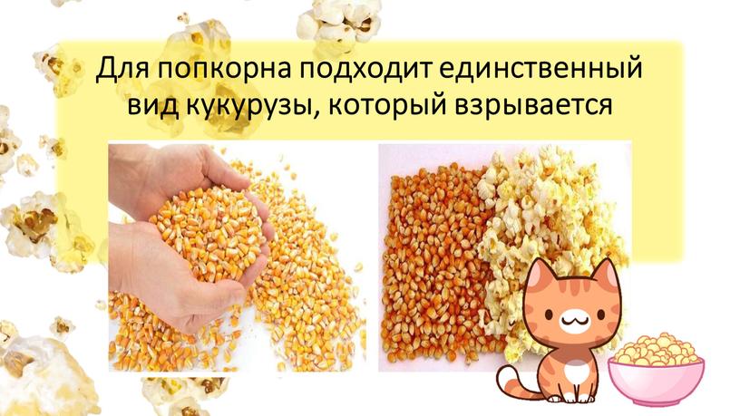 Для попкорна подходит единственный вид кукурузы, который взрывается