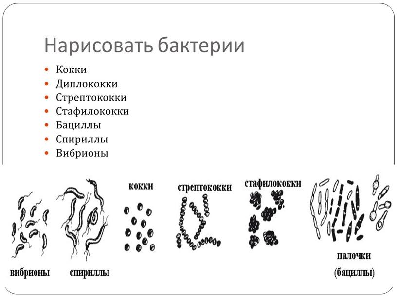 Нарисовать бактерии Кокки Диплококки