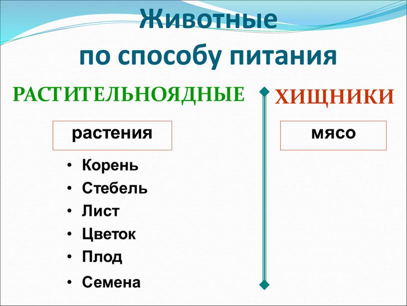 Животные по способу питания РАСТИТЕЛЬНОЯДНЫЕ