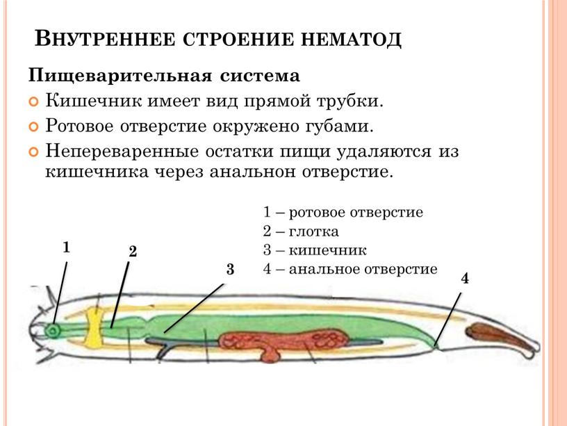 Пищеварительная система Кишечник имеет вид прямой трубки