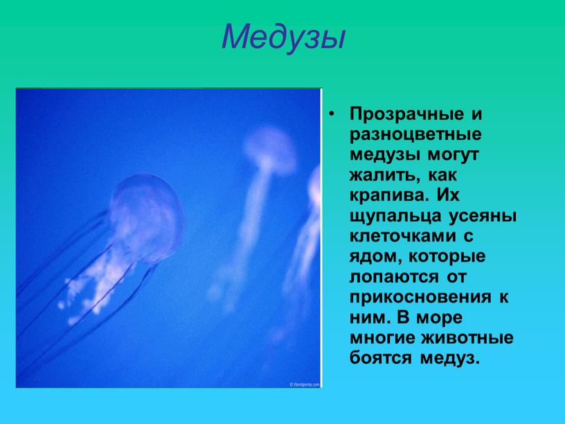 Медузы Прозрачные и разноцветные медузы могут жалить, как крапива