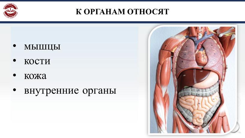 К ОРГАНАМ ОТНОСЯТ мышцы кости кожа внутренние органы