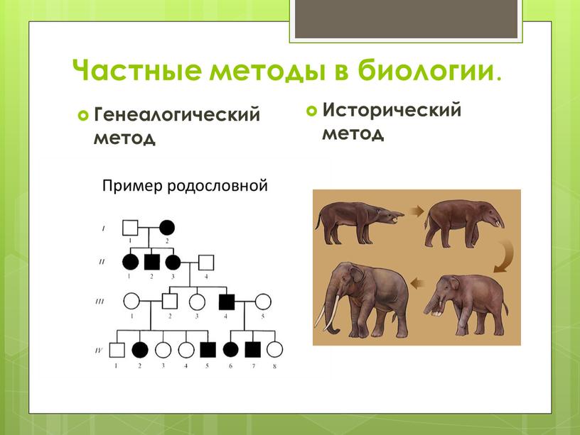 Частные методы в биологии . Генеалогический метод