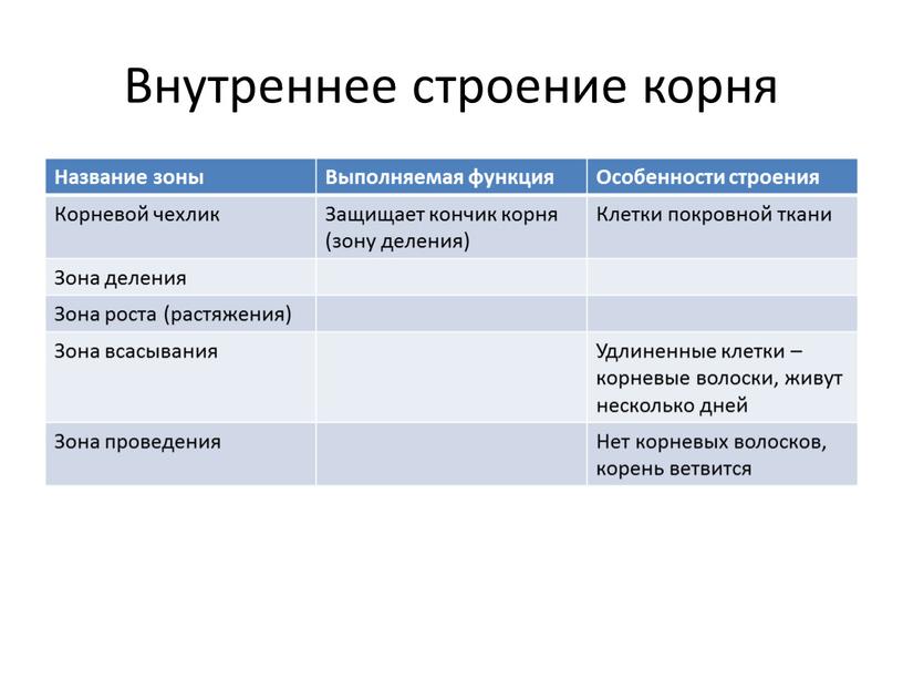 Внутреннее строение корня Название зоны