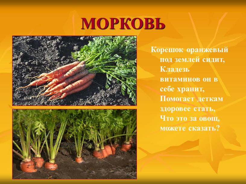 МОРКОВЬ Корешок оранжевый под землей сидит,