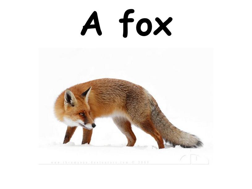 A fox