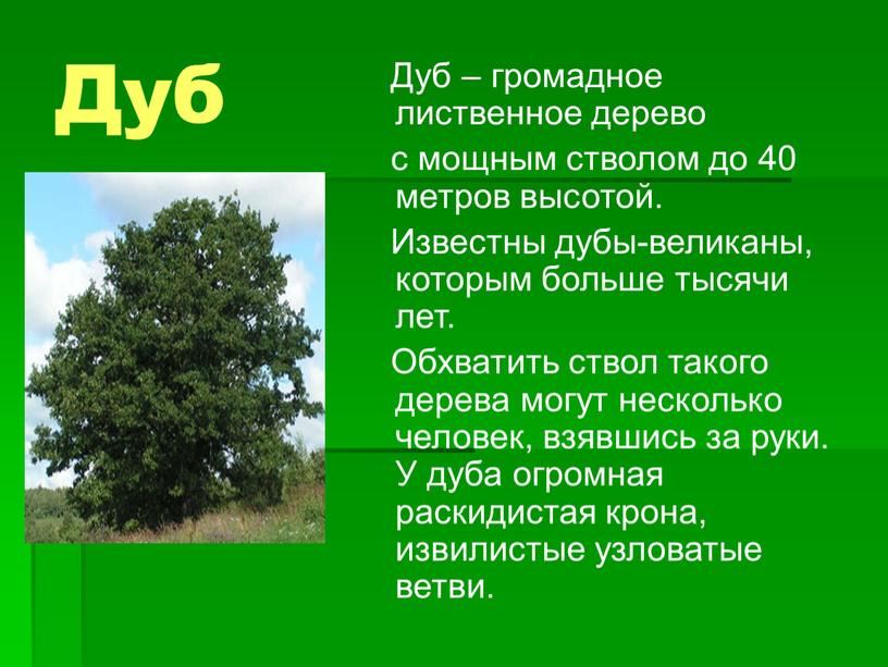 Дуб Дуб – громадное лиственное дерево с мощным стволом до 40 метров высотой