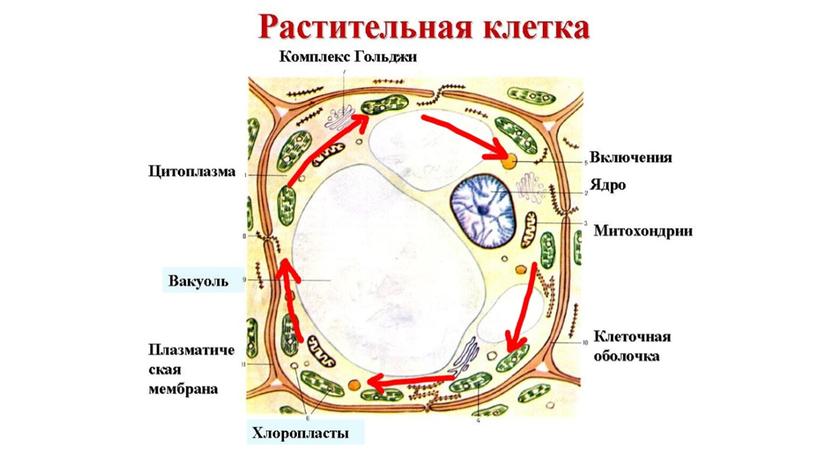 Биология: Презентация 10 класс "Ядро. Хромосомы"