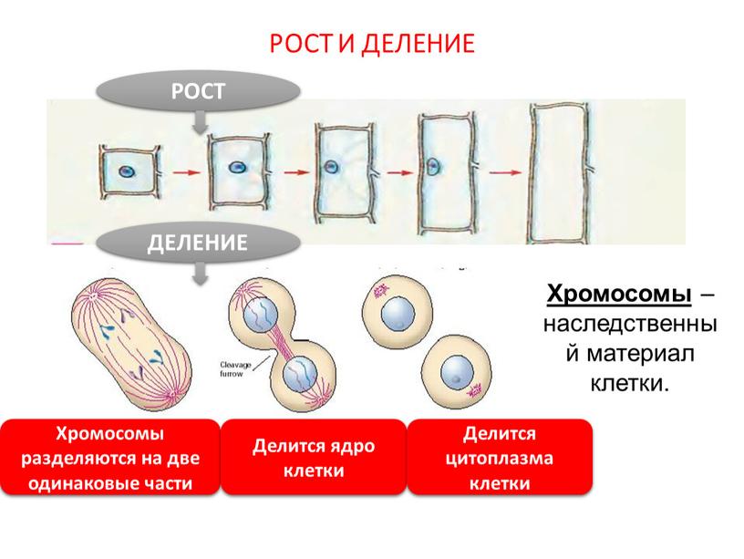 РОСТ И ДЕЛЕНИЕ ДЕЛЕНИЕ Хромосомы – наследственный материал клетки