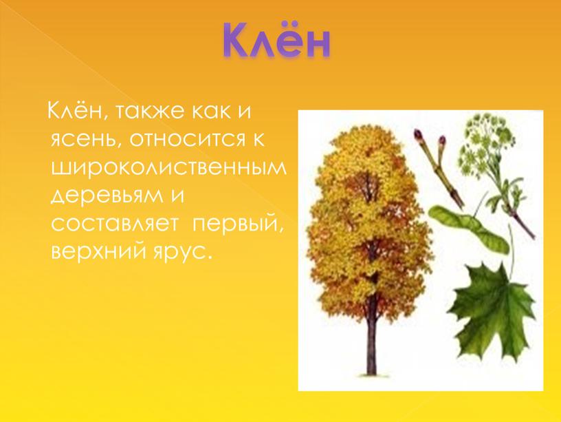 Клён Клён, также как и ясень, относится к широколиственным деревьям и составляет первый, верхний ярус
