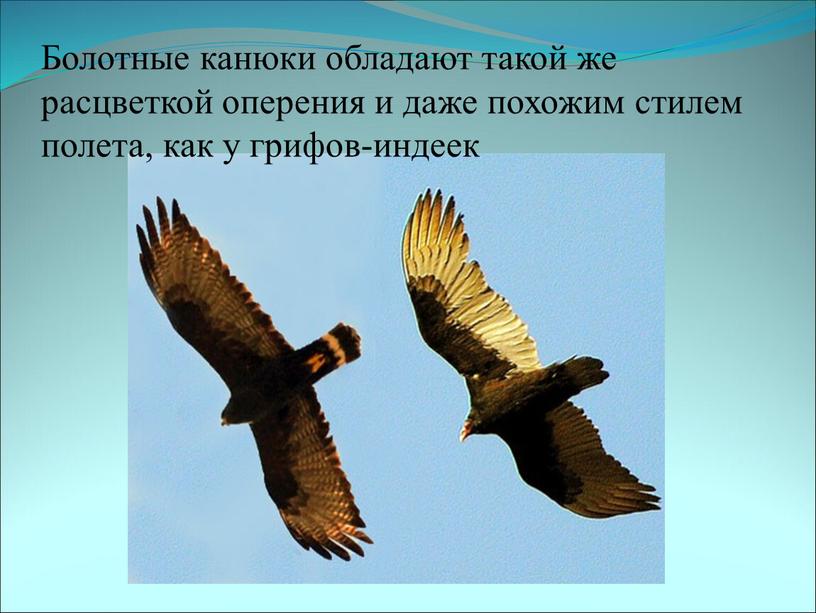 Болотные канюки обладают такой же расцветкой оперения и даже похожим стилем полета, как у грифов-индеек