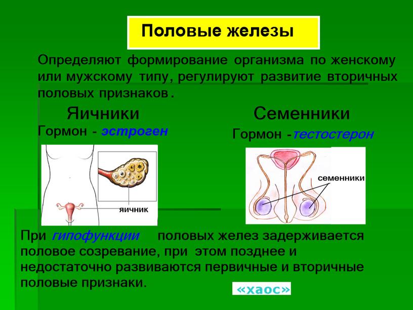 Презентация к уроку "Эндокринные железы"