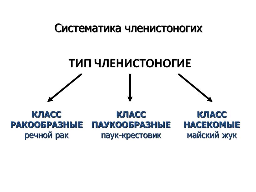 ТИП ЧЛЕНИСТОНОГИЕ КЛАСС РАКООБРАЗНЫЕ речной рак