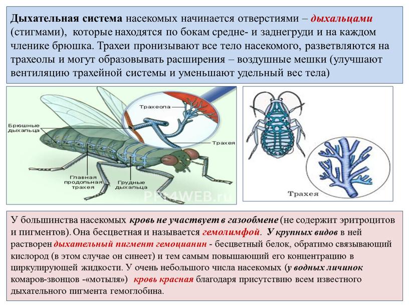 Дыхательная система насекомых начинается отверстиями – дыхальцами (стигмами), которые находятся по бокам средне- и заднегруди и на каждом членике брюшка