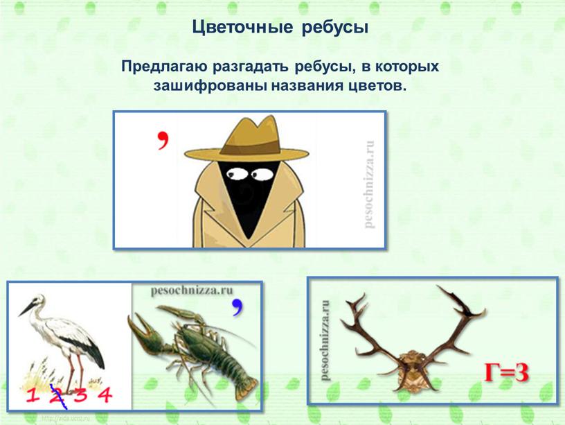 Цветочные ребусы Предлагаю разгадать ребусы, в которых зашифрованы названия цветов