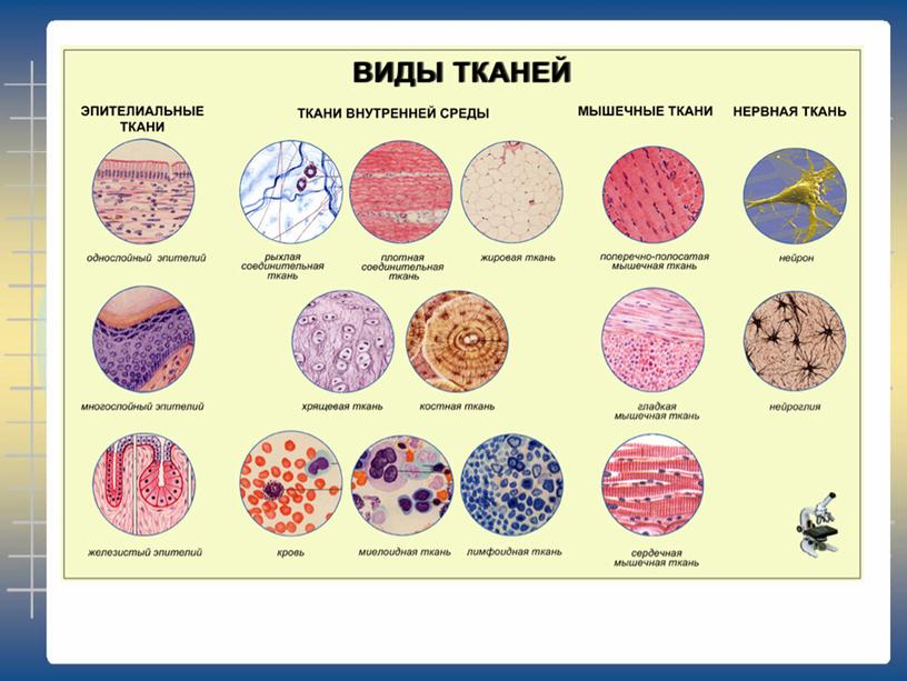 Презентация