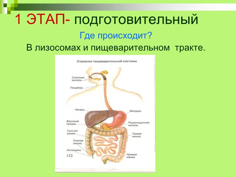 ЭТАП- подготовительный Где происходит?