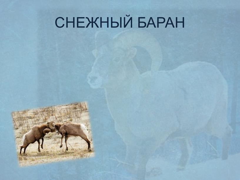 СНЕЖНЫЙ БАРАН