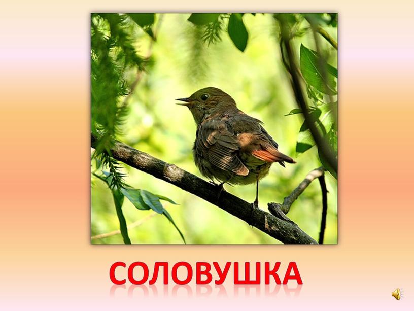 соловушка